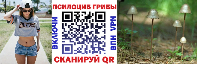 Псилоцибиновые грибы Psilocybe  blacksprut ссылки  Богородицк  купить  